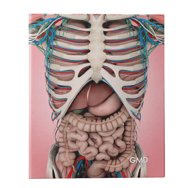 Carpeta gmd sistema digestivo, pasta dura, ilustración anatómica del torso mostrando órganos internos como intestinos, estómago e hígado sobre fondo rosado.. Haga clic para ampliar la imagen