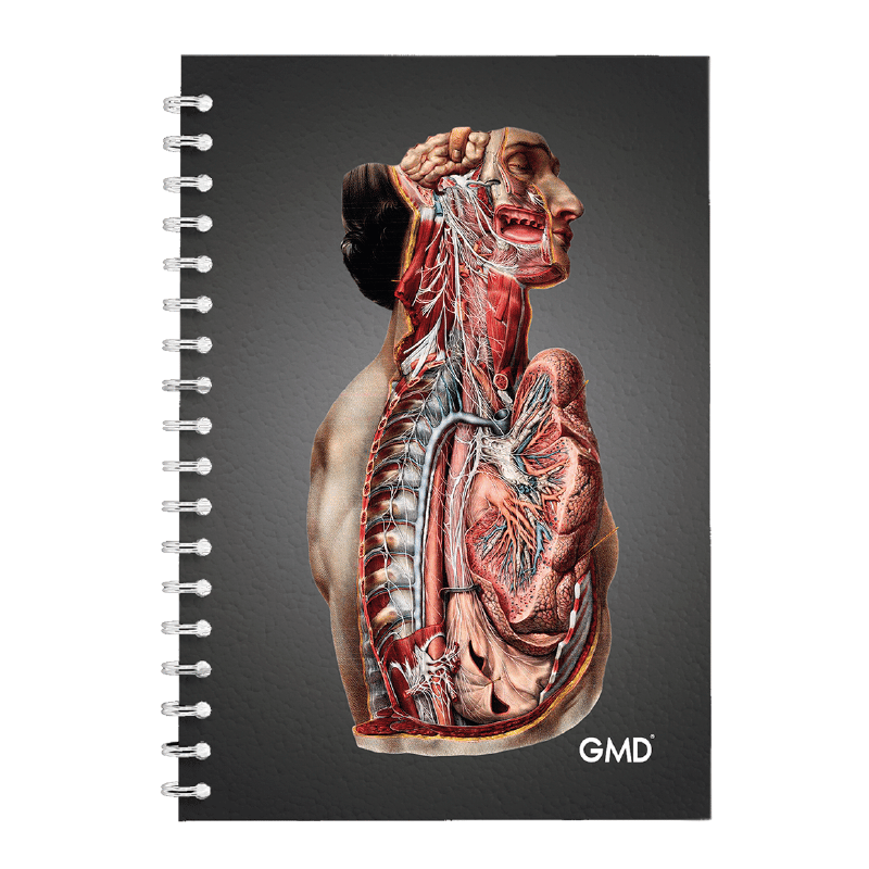 Cuaderno argollado gmd vista lateral anatomia vintage, en vista frontal, con pasta dura oscura, ilustración anatómica detallada del cuerpo humano en perfil y argollas blancas en el lado izquierdo.. Haga clic para ampliar la imagen