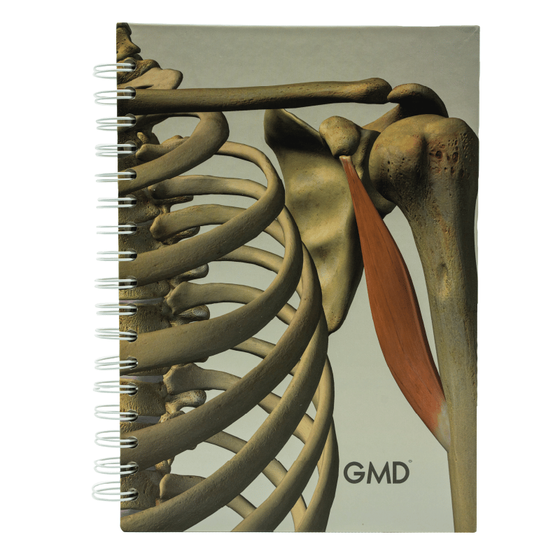 Cuaderno argollado gmd huesos humanos, vista frontal, con portada de costillas, escápula, clavícula, húmero y músculo en rojo sobre fondo claro, con argollas blancas al lado izquierdo.. Haga clic para ampliar la imagen