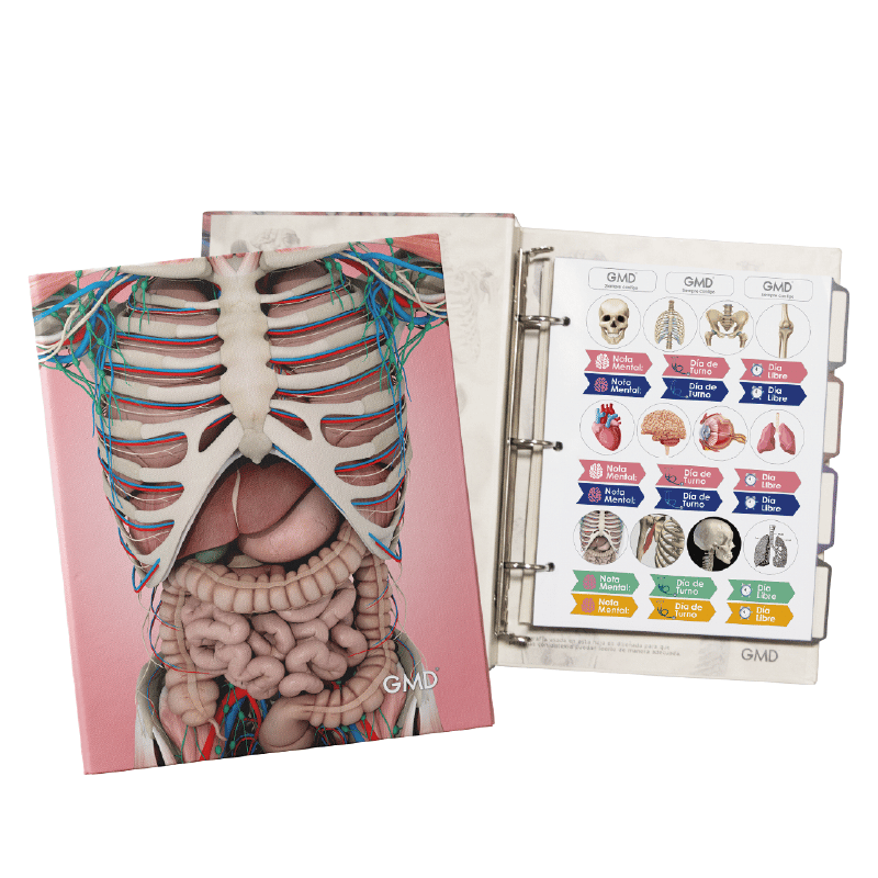 Carpeta gmd sistema digestivo, en la parte superior se observa la portada con ilustración anatómica del torso sobre fondo rosado; debajo, carpeta abierta con interior en tonos beige, ilustraciones del sistema óseo, lado derecho con fondo beige, stickers a. Haga clic para ampliar la imagen