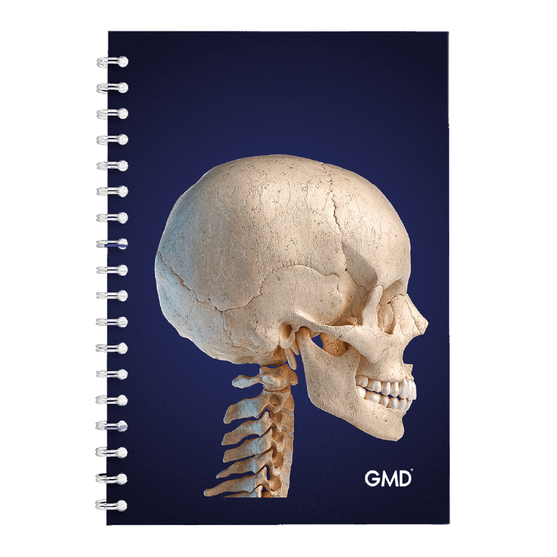 Cuaderno argollado gmd craneo vista latera, parte frontal del cuaderno, con pasta dura color azul oscuro, imagen del cráneo lateralmente y argollas blancas al lado izquierdo.. Haga clic para ampliar la imagen
